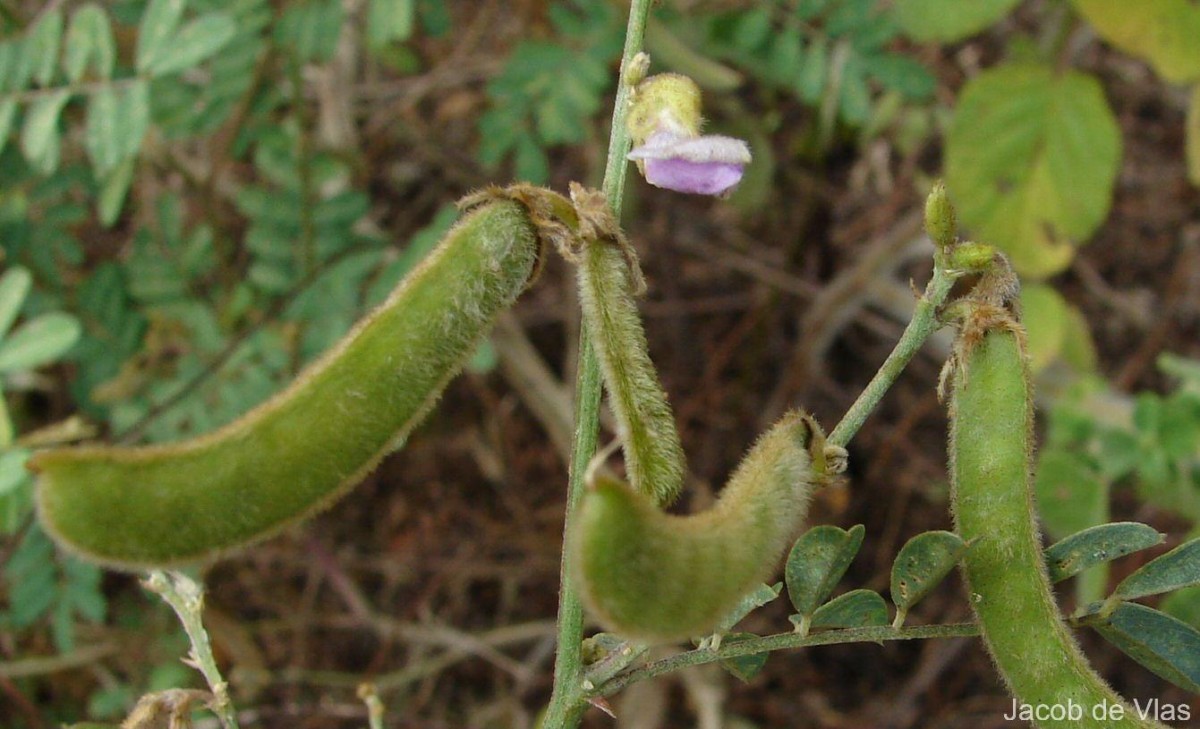 Tephrosia villosa (L.) Pers.